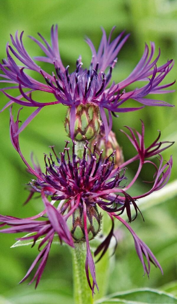 Planta de centaurea