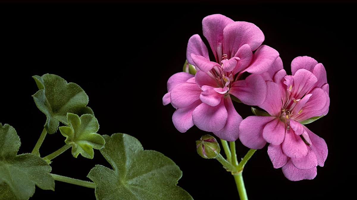 Pelargonium Hederaefolia'Rey del balcón' rosa