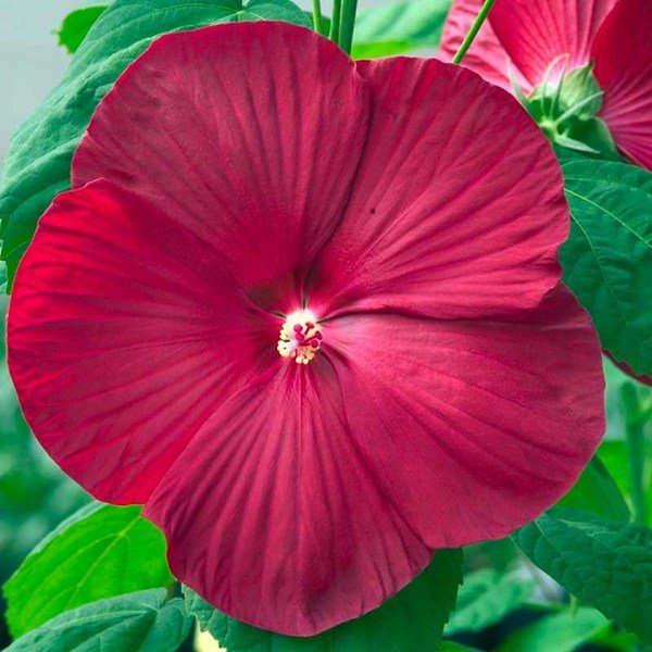 Hibiscus moscheutos