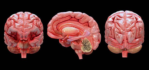 Cerebro humano 3 dimensiones
