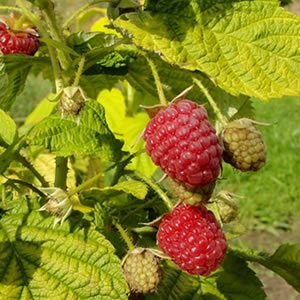 Rubus idaeus Groovy