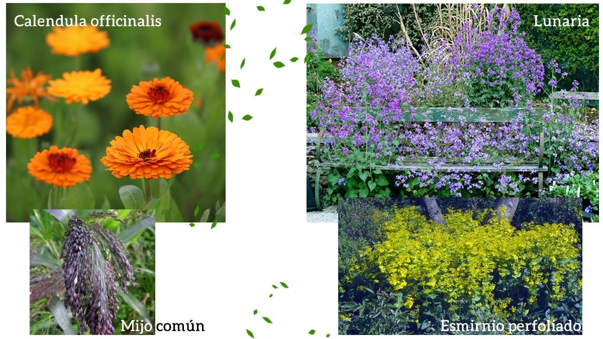 Mejores plantas anuales y bienales Mejores plantas anuales y bienales