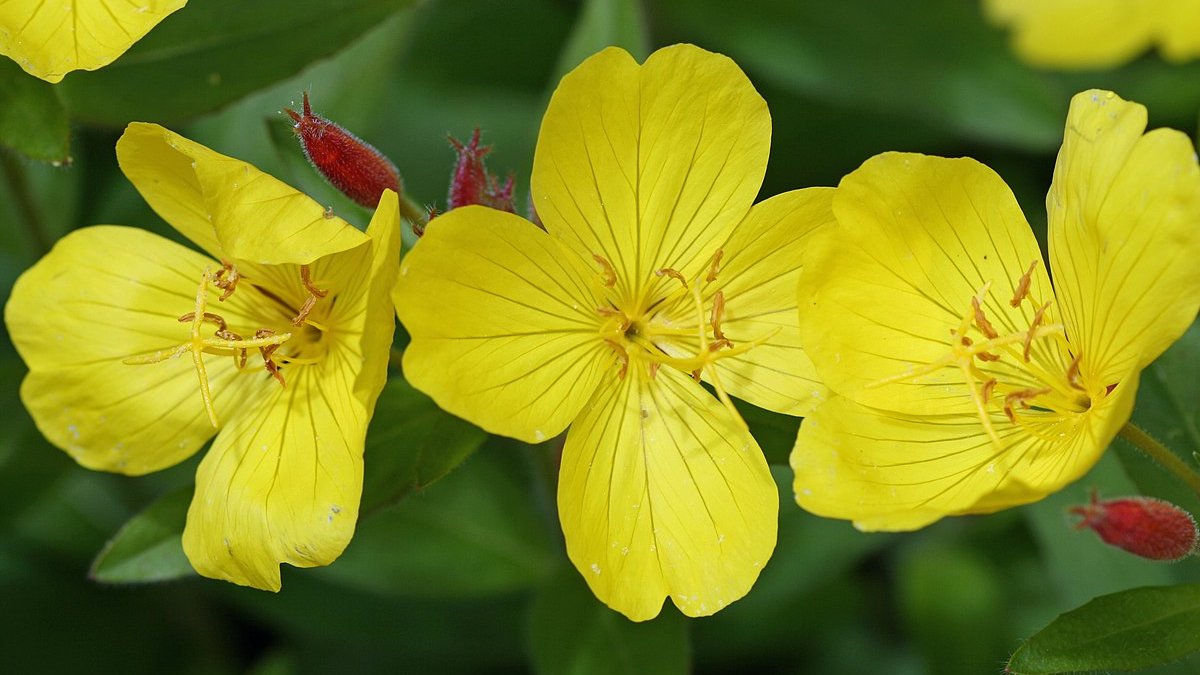 Onagra común, Oenothera biennis