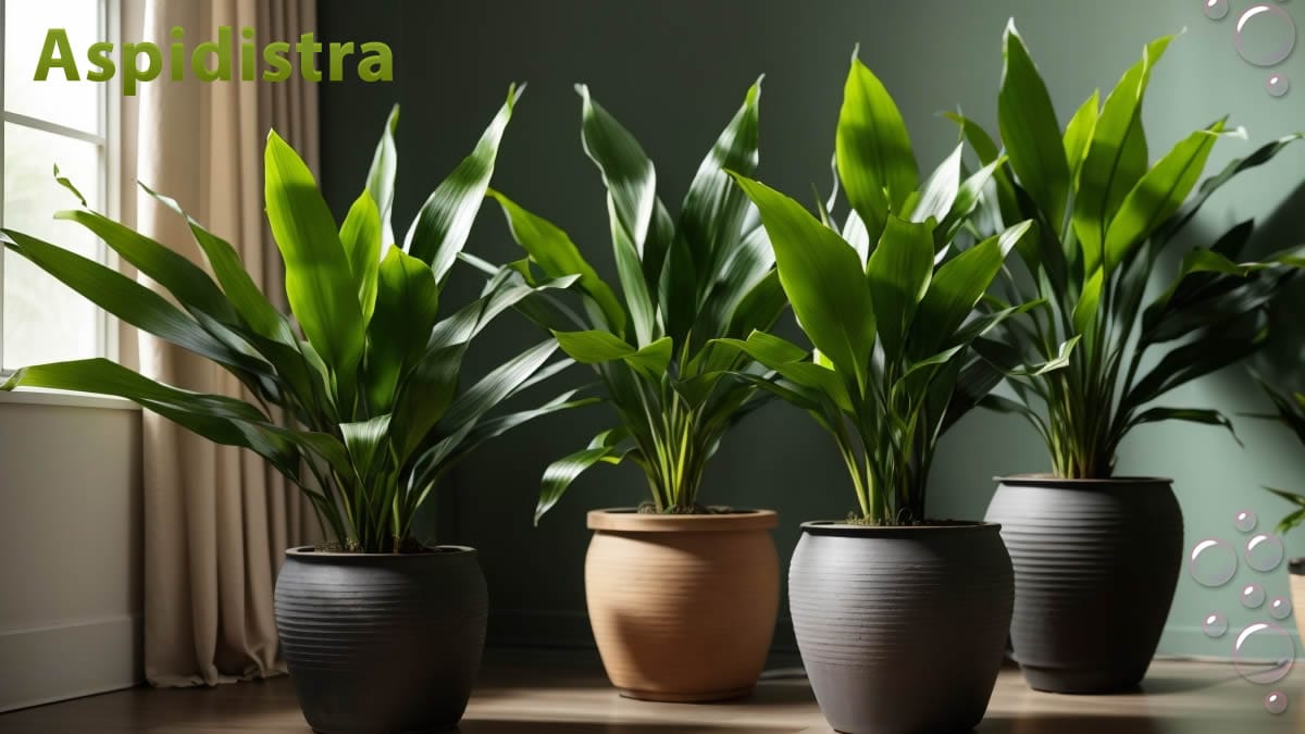 varias aspidistras en maceta como plantas casi indestructibles de interior