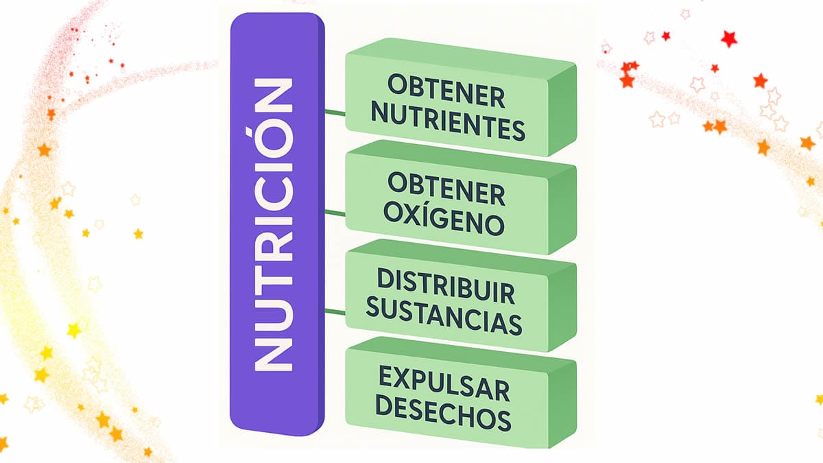 Esquema de nutrición humana 4 primaria con obtener nutrientes, obtener oxígeno, distribuir sustancias y expulsar desechos